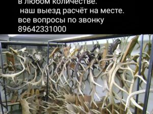 КУПЛЮ РОГА