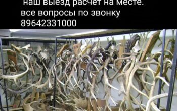 КУПЛЮ РОГА