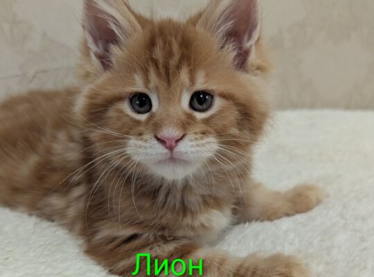 котята Мейн Кун