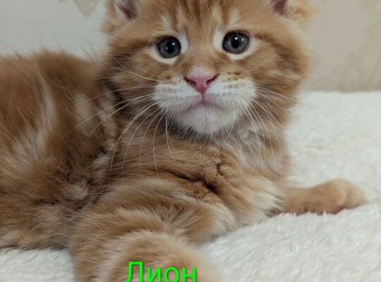 котята Мейн Кун