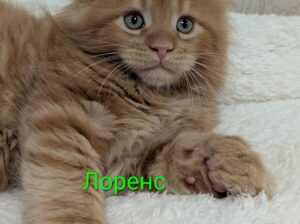 котята Мейн кун