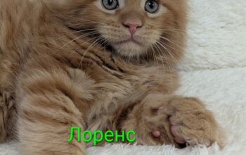 котята Мейн кун