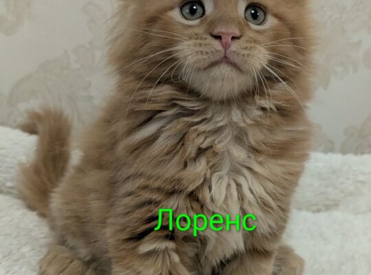 котята Мейн кун