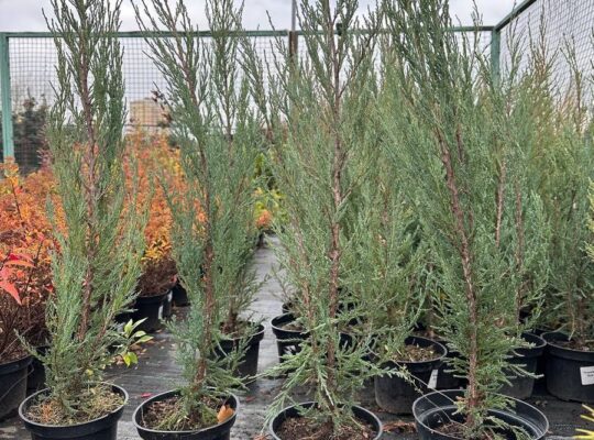🌿 Самое время посадить можжевельники! Большой выбор в наличии