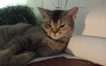 Шотландская прямоухая девочка