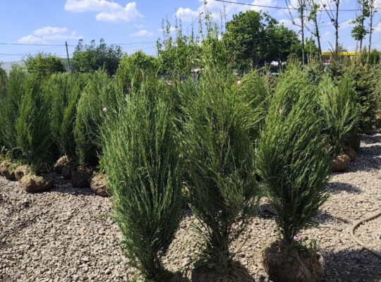 🌿 Озеленение участков под ключ! Туи, можжевельники, гортензии в наличии